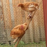 Цыплята Мини-мясных кур
