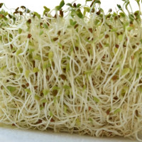 Люцерна Alfa-alfa, семена 0.015 кг (15 гр)