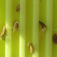 Матрасик для проращивания семян Лабиринт